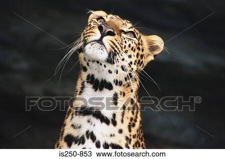 Leopard View Large Photo Image Stock Image - Leopard. Fotosearch