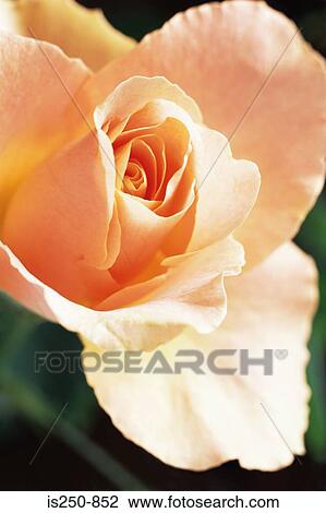 Rose View Large Photo Image Stock Image - Rose. Fotosearch