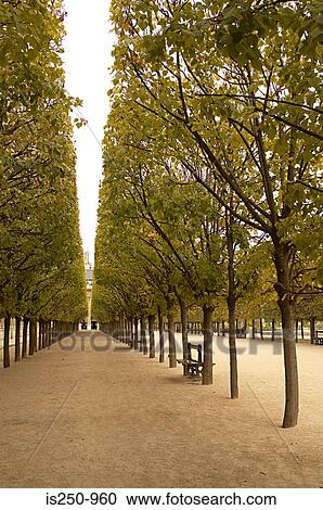 Stock Image - Avenue of trees at palais royal paris. Fotosearch