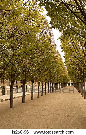 Stock Image - Avenue of trees at palais royal paris. Fotosearch