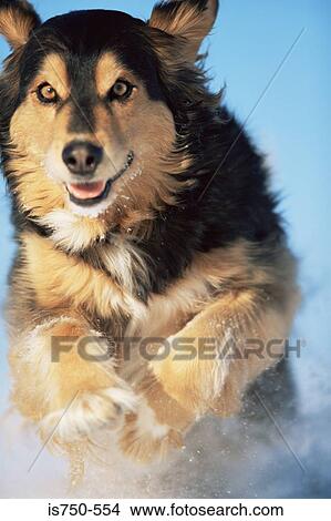 Dog View Large Photo Image Picture - Dog. Fotosearch