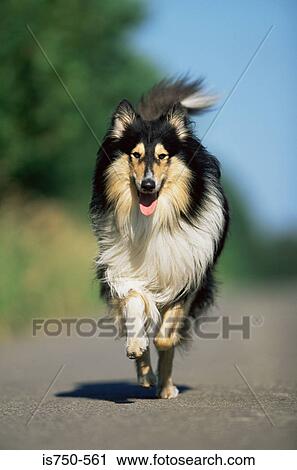 Dog View Large Photo Image Stock Image - Dog. Fotosearch