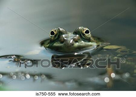 Stock Photography - Frog. Fotosearch
