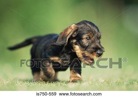 Puppy View Large Photo Image Stock Photo - Puppy. Fotosearch
