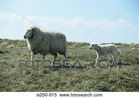 Stock Photography - Sheep . Fotosearch