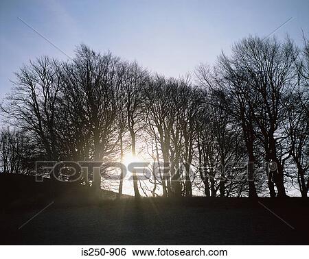 Silhouette of trees dolphinton scotland View Large Photo Image Stock Photograph - Silhouette of trees dolphinton scotland. Fotosearch