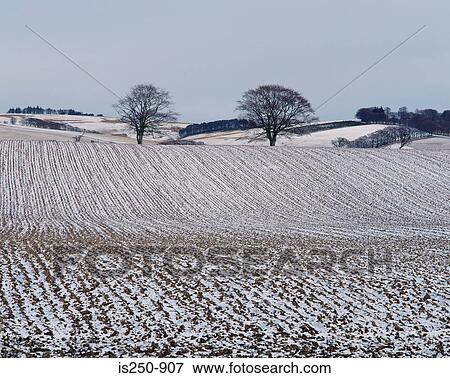 Snow on a ploughed field View Large Photo Image Stock Photo - Snow on a ploughed field. Fotosearch