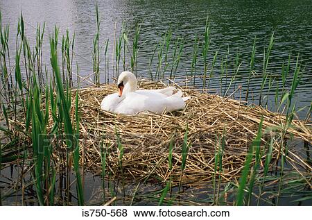Swan View Large Photo Image Stock Photo - Swan. Fotosearch