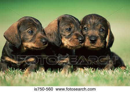 Three puppies View Large Photo Image Stock Image - Three puppies. Fotosearch