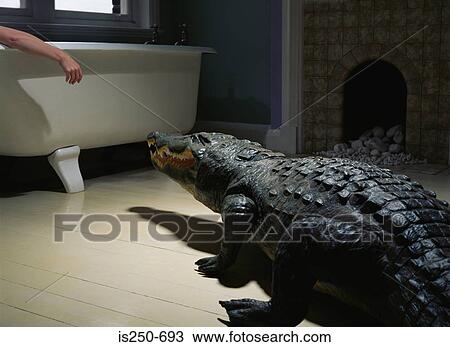 Crocodile in the bathroom View Large Photo Image Stock Image - Crocodile in the bathroom. Fotosearch