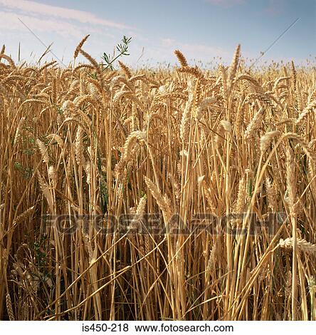 Crop of wheat View Large Photo Image Stock Photo - Crop of wheat. Fotosearch