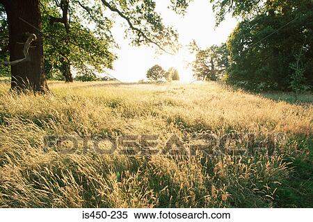 Stock Photography - Field landscape. Fotosearch