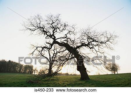 Stock Image - Silhouette of a tree. Fotosearch