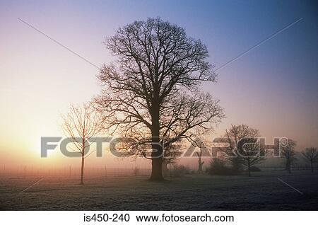Stock Image - Silhouette of tree in the mist. Fotosearch