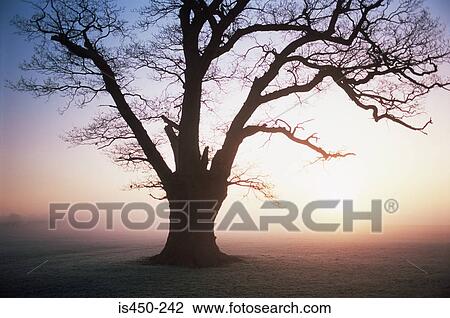 Stock Image - Silhouette of tree in the mist. Fotosearch