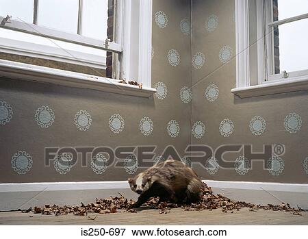 Stuffed badger with dead leaves View Large Photo Image Stock Photo - Stuffed badger with dead leaves. Fotosearch