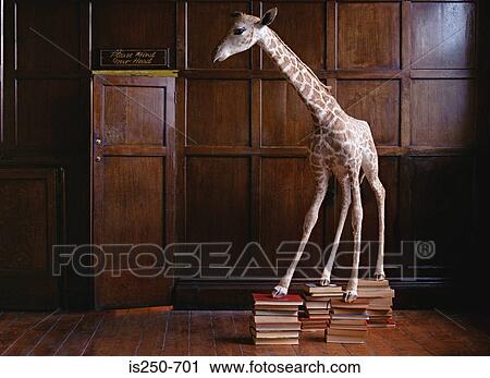 Stuffed giraffe standing on books View Large Photo Image Stock Image - Stuffed giraffe standing on books. Fotosearch