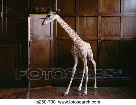 Stuffed giraffe View Large Photo Image Stock Image - Stuffed giraffe . Fotosearch