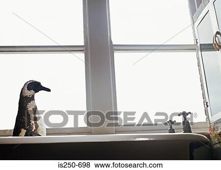 Stock Photo - Stuffed penguin in the bath. Fotosearch