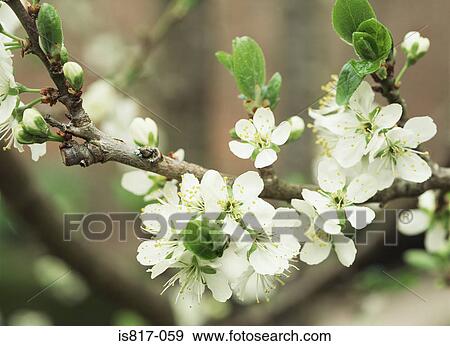 Apple blossom View Large Photo Image Stock Photo - Apple blossom. Fotosearch