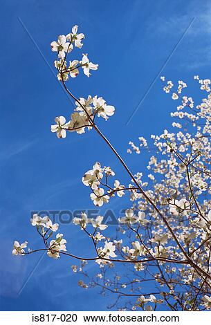Blossom View Large Photo Image Stock Image - Blossom. Fotosearch
