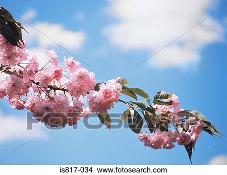 Cherry blossom View Large Photo Image Picture - Cherry blossom. Fotosearch
