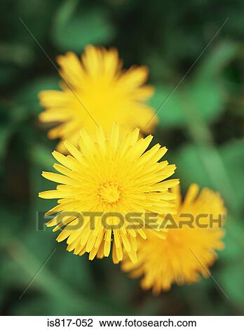 Stock Image - Dandelion. Fotosearch
