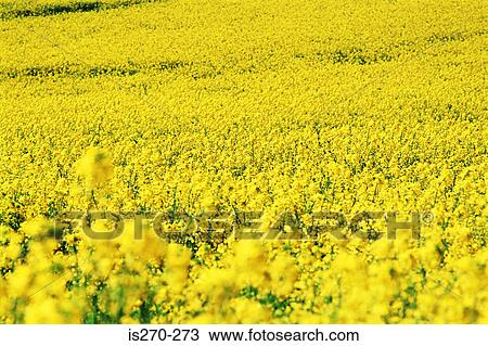 Field of oilseed rape View Large Photo Image Stock Image - Field of oilseed rape. Fotosearch