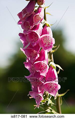 Foxgloves View Large Photo Image Stock Image - Foxgloves. Fotosearch