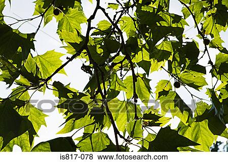 Leaves on a tree View Large Photo Image Stock Photo - Leaves on a tree. Fotosearch