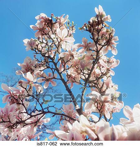 Magnolia View Large Photo Image Stock Image - Magnolia. Fotosearch