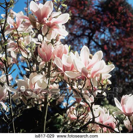 Stock Photo - Magnolia. Fotosearch