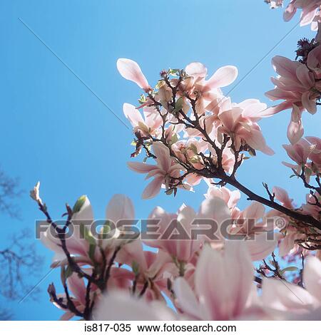 Magnolia View Large Photo Image Stock Photography - Magnolia. Fotosearch