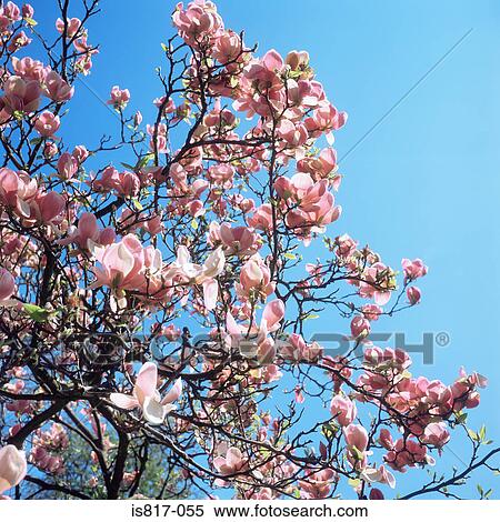 Magnolia View Large Photo Image Stock Photography - Magnolia. Fotosearch