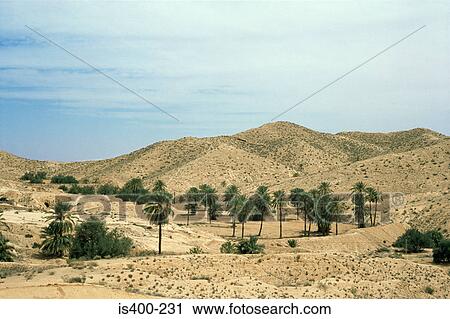 Stock Image - Olive and date trees matmata tunisia. Fotosearch