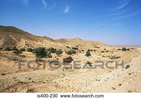 Stock Image - Olive trees matmata tunisia. Fotosearch