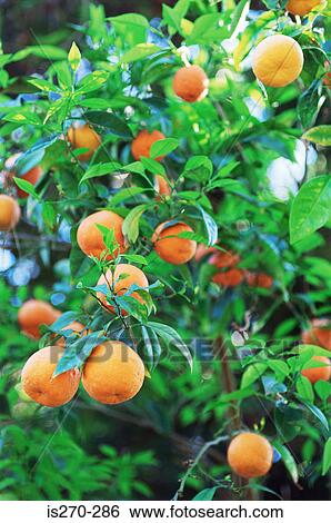 Stock Photograph - Orange tree. Fotosearch