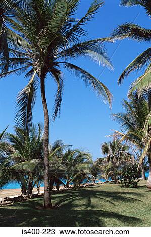 Palm trees at varadero cuba View Large Photo Image Stock Image - Palm trees at varadero cuba. Fotosearch
