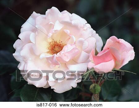 Stock Photograph - Pink rose. Fotosearch