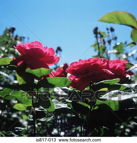 Stock Image - Pink roses. Fotosearch
