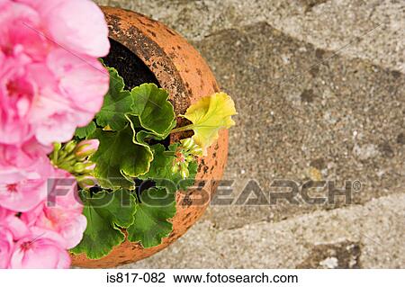 Plant in a terracotta pot View Large Photo Image Stock Image - Plant in a terracotta pot. Fotosearch