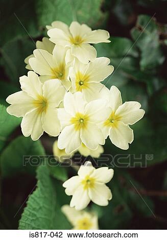 Primrose View Large Photo Image Stock Image - Primrose. Fotosearch