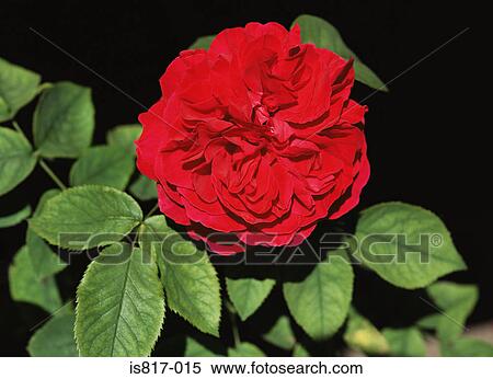 Red flower View Large Photo Image Stock Photography - Red flower. Fotosearch