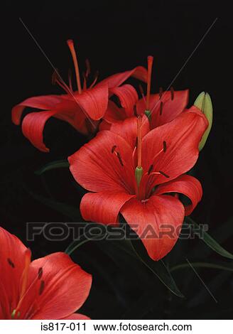 Red lily View Large Photo Image Stock Image - Red lily. Fotosearch