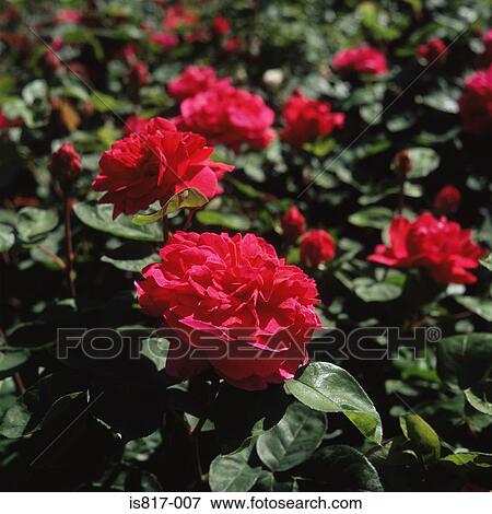 Stock Photo - Red rose bush. Fotosearch