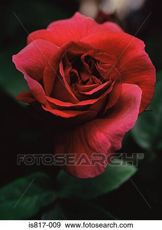 Red rose View Large Photo Image Stock Photo - Red rose. Fotosearch