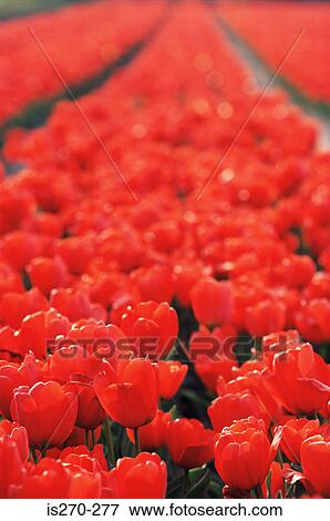 Stock Photo - Red tulips. Fotosearch
