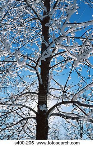 Stock Photography - Snow covered tree branches. Fotosearch