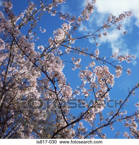 Spring blossom View Large Photo Image Stock Image - Spring blossom. Fotosearch
