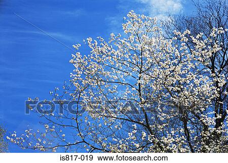 Spring blossom View Large Photo Image Stock Photo - Spring blossom. Fotosearch